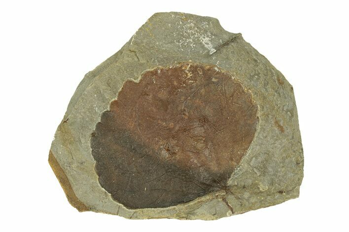 Fossil Leaf (Zizyphoides) - Montana #269311